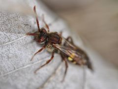 Nomada ruficornispanzeri